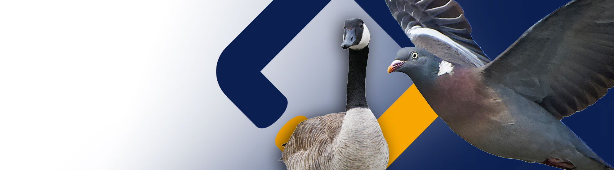 New general licences for controlling Canada geese and wood pigeon comes into force