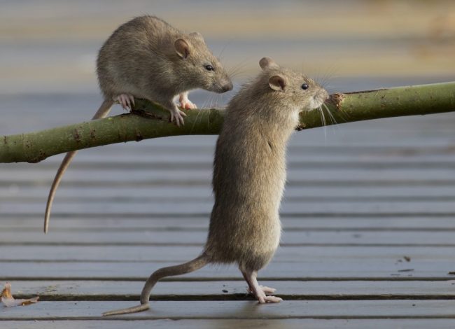 AdobeStock_RatsOnBranch-1024×740