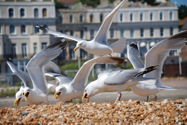 Herring Gulls