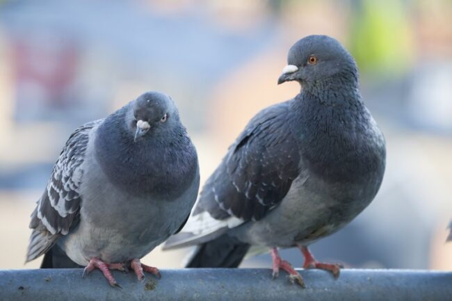 Optimized-Feral Pigeons-2