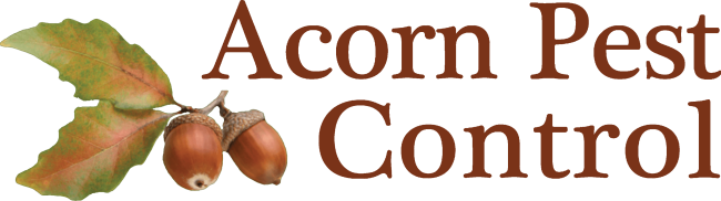 Acorn-Logo