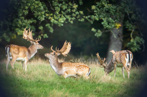 Fallow Deer