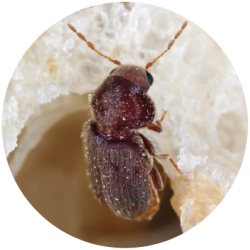 Field Biologiest Buttons-29