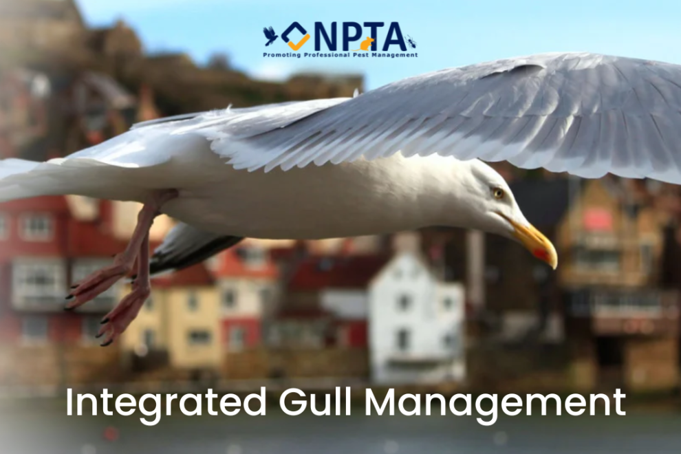 Integrated Gull Management-2