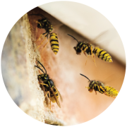 NPTA Courses Buttons-17