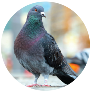 NPTA Courses Buttons-25