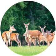 NPTA Courses Buttons-26