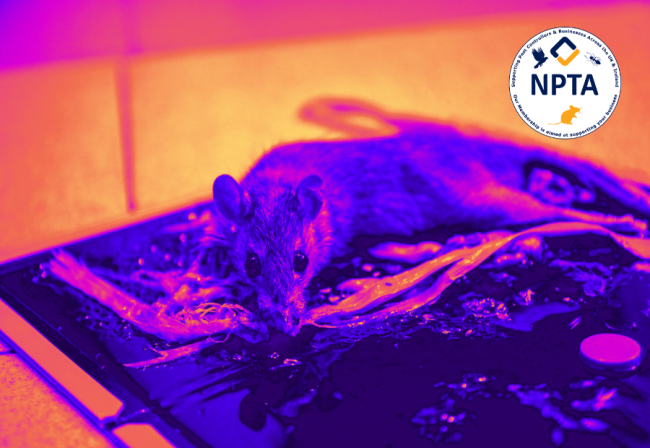 Feature Image – Rodent glue traps