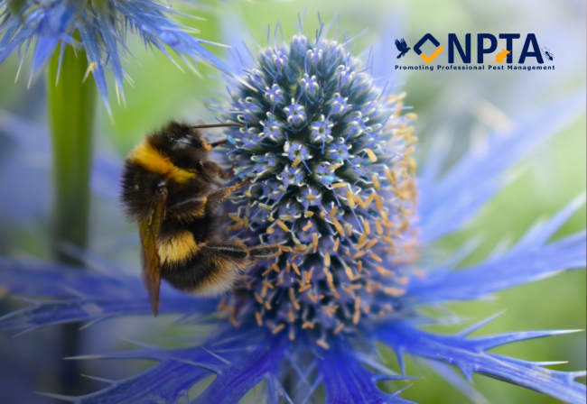 Feature Image – The Bumblebee