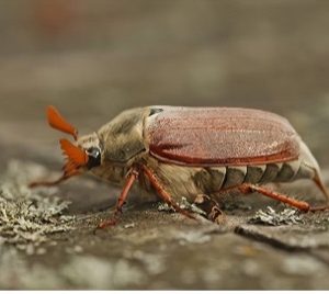 Cockchafer