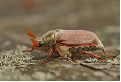 Cockchafer