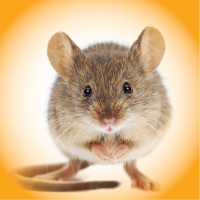 Pest Info Sheets - Feature images-01
