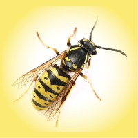 Pest Info Sheets - Feature images-02