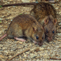 Pest Info Sheets - Feature images-02