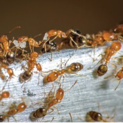 Pest Info Sheets - Feature images-03