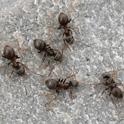 Pest Info Sheets - Feature images-04