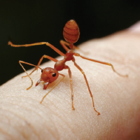 Pest Info Sheets - Feature images-05