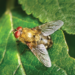 Pest Info Sheets - Feature images-05 Pest Info Sheets - Feature images-05