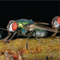 Pest Info Sheets - Feature images-07