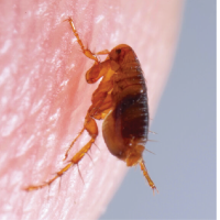Pest Info Sheets - Feature images-09