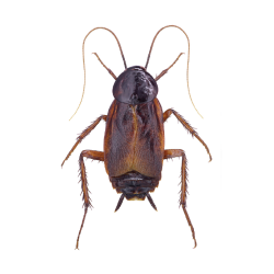 Pest Info Sheets - Feature images-10 Pest Info Sheets - Feature images-10