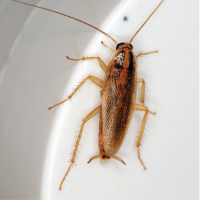 Pest Info Sheets - Feature images-11