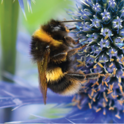 Pest Info Sheets - Feature images-15 Pest Info Sheets - Feature images-15