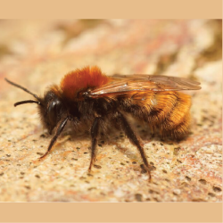 Pest Info Sheets - Feature images-16 Pest Info Sheets - Feature images-16