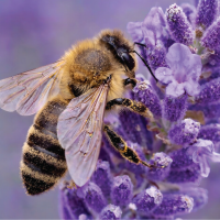 Pest Info Sheets - Feature images-17
