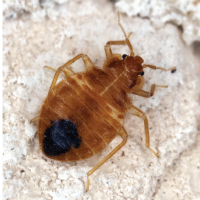 Pest Info Sheets - Feature images-18