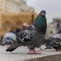 Pest Info Sheets - Feature images-20