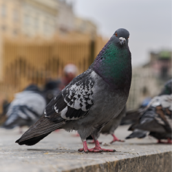 Pest Info Sheets - Feature images-20 Pest Info Sheets - Feature images-20