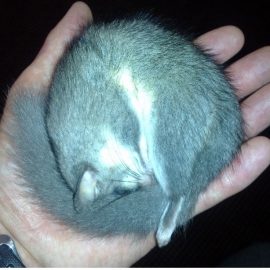 Dormice Dormice