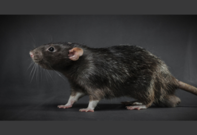 Detailed rat picture