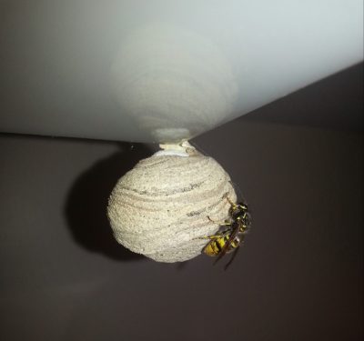 Wasp Nest on a ceiling