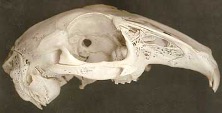 European rabbit 3