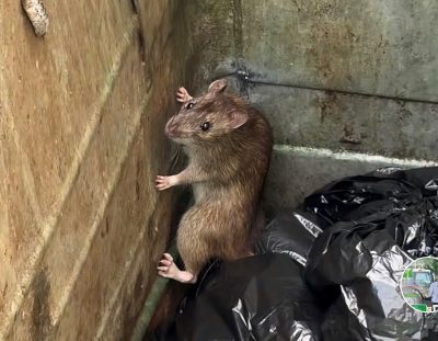 Rat in a bin