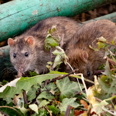 Rats in a Garden