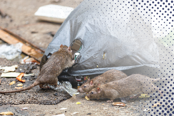 Rodent borne diseases (Small)