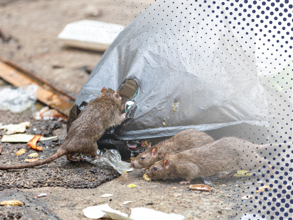 Rodent borne diseases (Small)