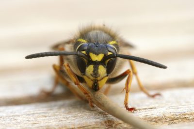 Wasp Close Up
