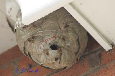 Wasp Nest on a Building