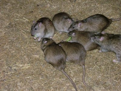 Rats feeding in a barn