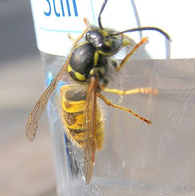 Detailed image of a wasp