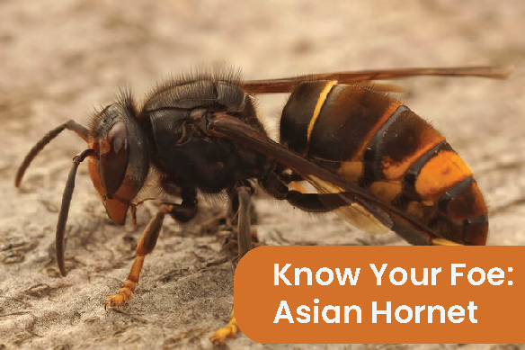 Asian Hornet (Small)