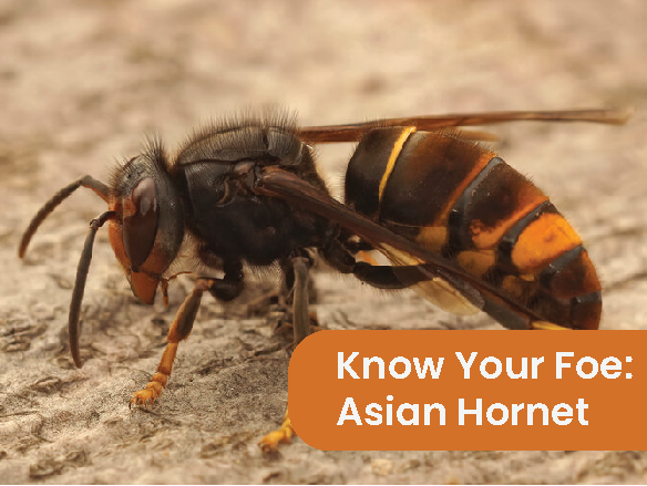 Asian Hornet (Small)