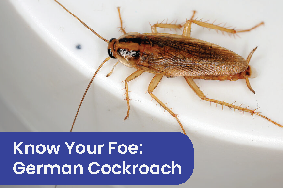 Know your Foe (small)