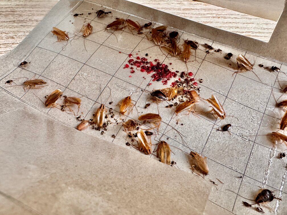 cockroach traps, a remedy for cockroaches in an apartment