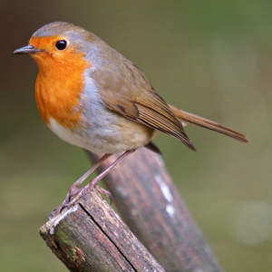 Robin 1