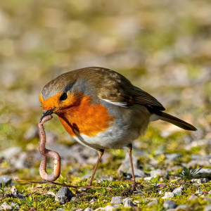 Robin 2